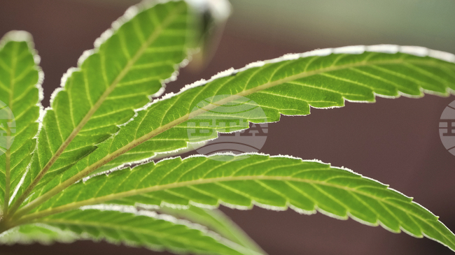 Тираджия, издирван от германските власти за трафик на наркотици, беше арестуван близо до Барселона