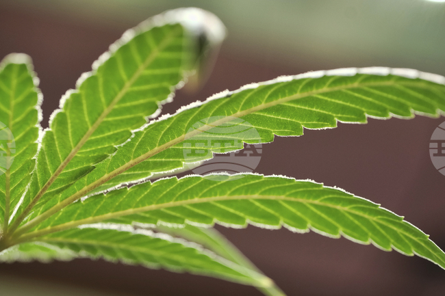 Тираджия, издирван от германските власти за трафик на наркотици, беше арестуван близо до Барселона