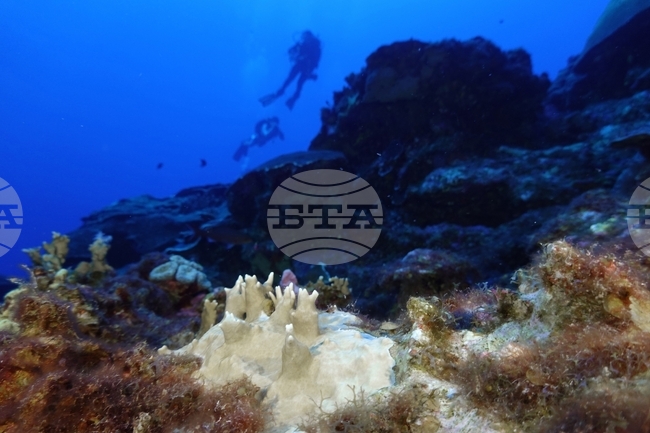 Коралите не могат достатъчно бързо да се приспособят към затоплящите се океански води