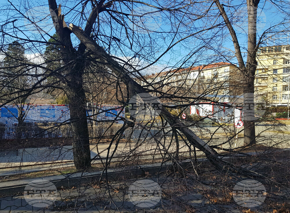 Аварийните екипи на Столичната община са реагирали на над 170 сигнала, свързани със силния вятър днес