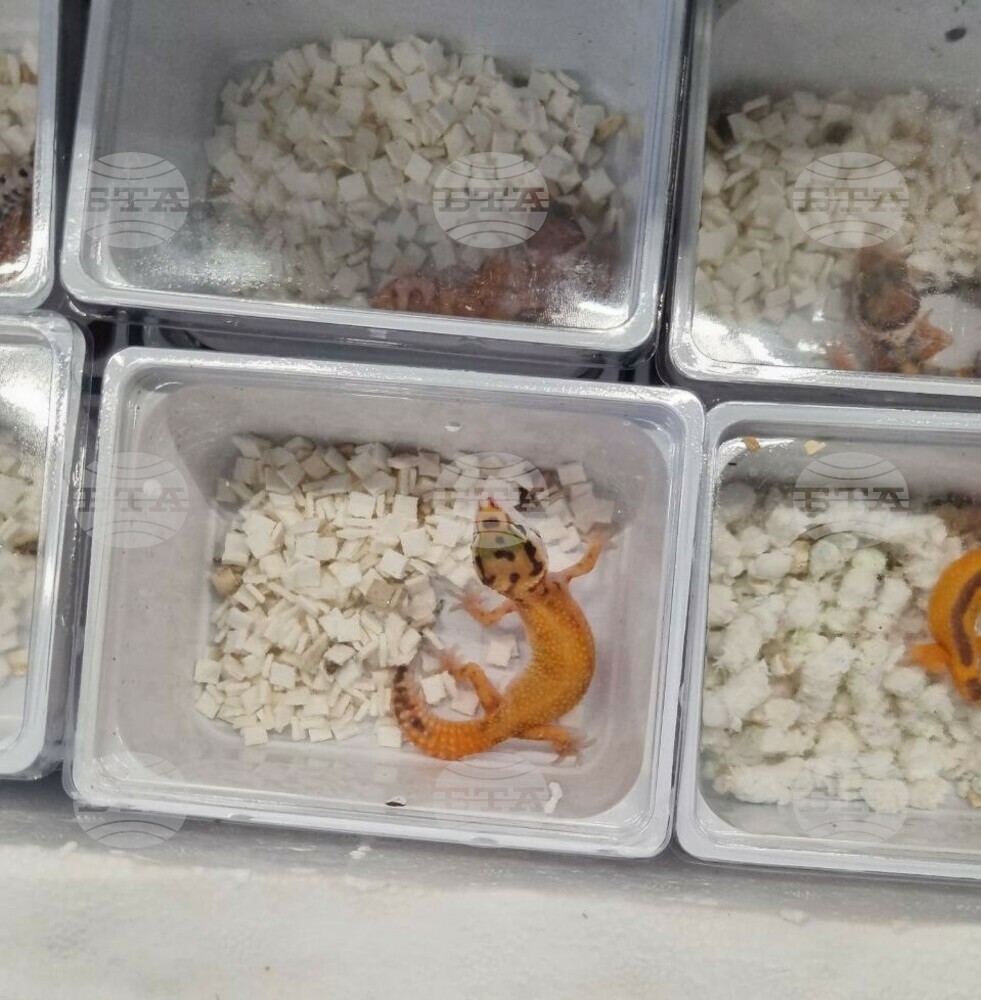 Customs Officials Find Contraband Exotic Animals at Kapitan Andreevo Checkpoint