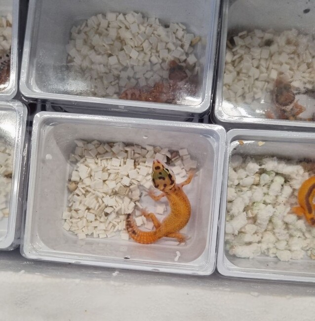 Customs Officials Find Contraband Exotic Animals at Kapitan Andreevo Checkpoint