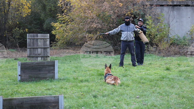 Добрич - полицейски кучета - питомник