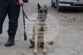 Добрич - полицейски кучета - питомник - полицейски кучета