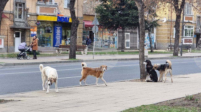Община Пазарджик призова гражданите за съдействие за разкриване на случаи с отровени животни