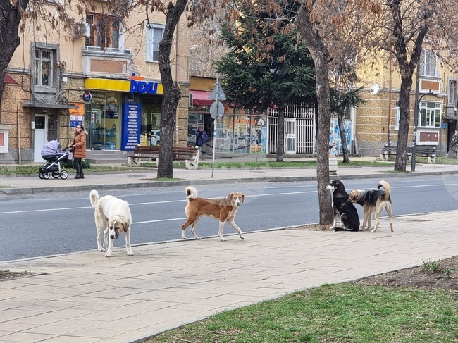 Община Пазарджик призова гражданите за съдействие за разкриване на случаи с отровени животни