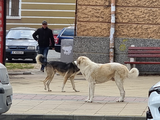 Методът “Хвани-кастрирай-ваксинирай-върни” е ефективен начин да се намалят бездомните животни, посочват от „Четири лапи“