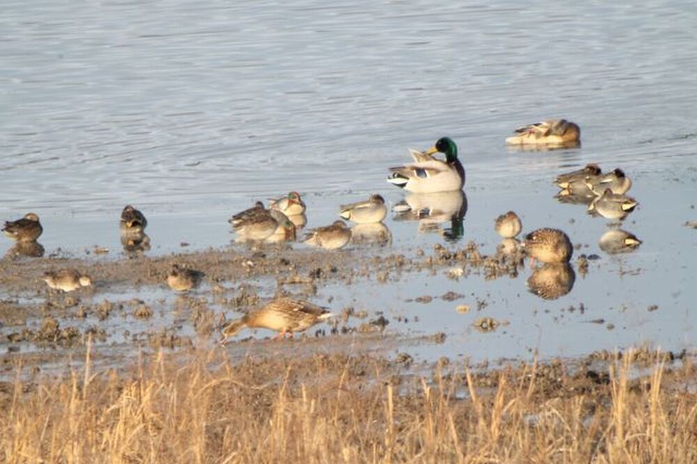РИОСВ - Шумен се включи в 47-тото среднозимно преброяване на водолюбиви птици