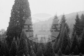 Вековните секвои край местността Ючбунар в района на село Богослов