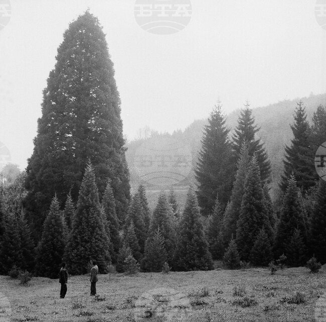 Вековните секвои край местността Ючбунар в района на село Богослов