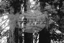 Вековните секвои край местността Ючбунар в района на село Богослов