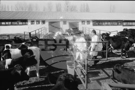 Първа фамилна кравеферма в България