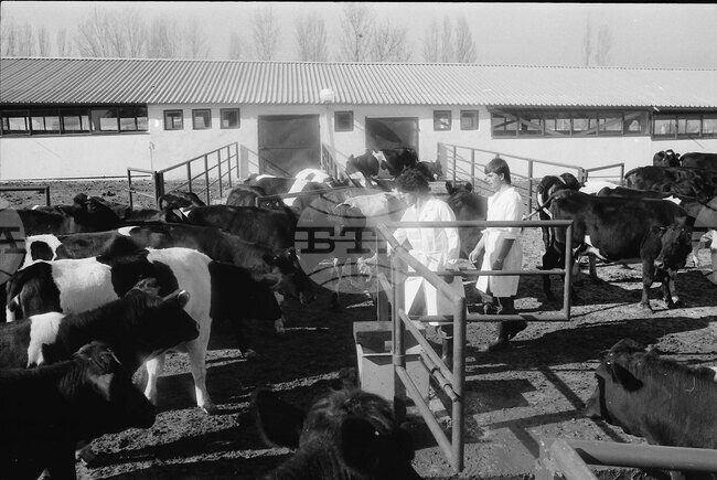 November 2, 1989: First Family-Run Cow Farm Opens in Bulgaria