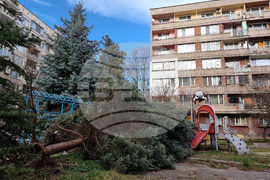 Силен вятър – паднало дърво