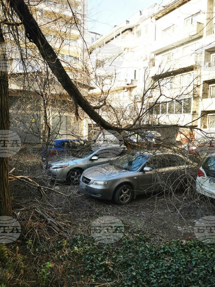 Силен вятър събори в Пловдив дърво върху три тийнейджърки