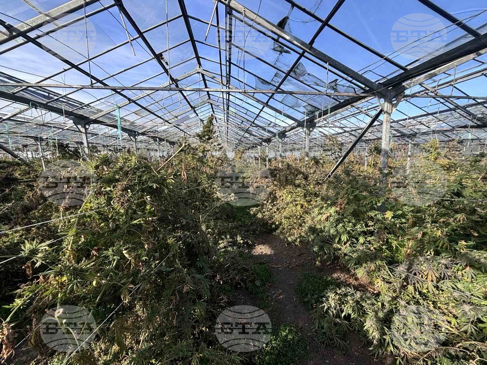 Police Discover Large Marijuana-growing Facility in NE Bulgaria