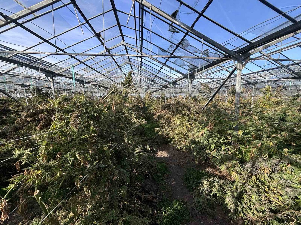 Police Discover Large Marijuana-growing Facility in NE Bulgaria