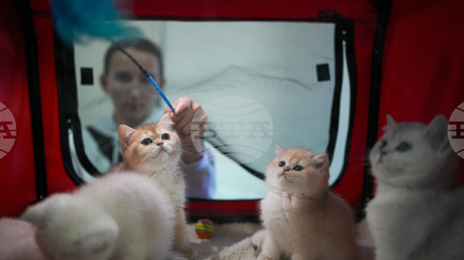 Учени откриха неочаквана "визитна картичка" при котките 