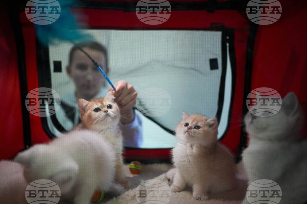 Учени откриха неочаквана "визитна картичка" при котките 