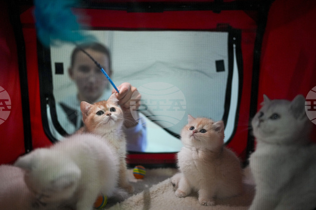 Учени откриха неочаквана "визитна картичка" при котките 