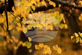 Парк „Борисова градина” - есенно утро