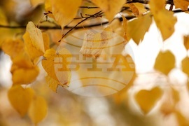 Парк „Борисова градина” - есенно утро