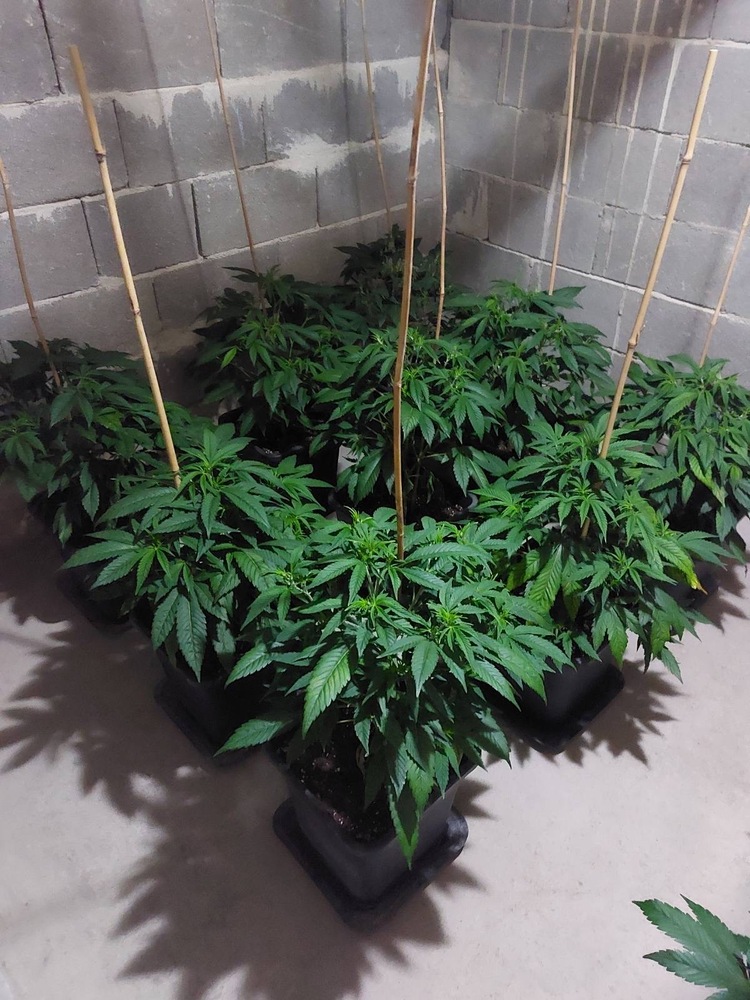 Апелативна прокуратура - София: Разкрития по досъдебни производства, ръководени от прокуратурите в гр. Враца за отглеждане на коноп и разпространение на наркотици