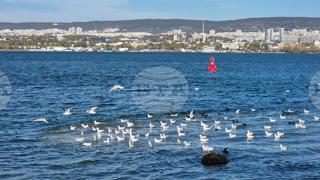 Във Варна започва екоакадемия, ориентирана към корпоративната отговорност за опазване на околната среда 