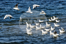 Варна - Тръбопровод - авария