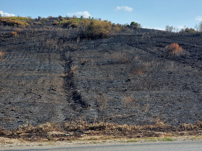 Брошура със съвети как да бъдат предотвратени горските пожари разработи Регионалната дирекция по горите в Берковица