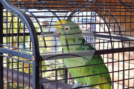 Сливен - зоопарк за екзотични птици „Птичи рай”