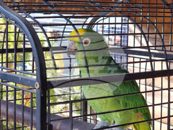 Сливен - зоопарк за екзотични птици „Птичи рай”