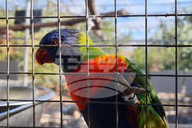 Сливен - зоопарк за екзотични птици „Птичи рай”