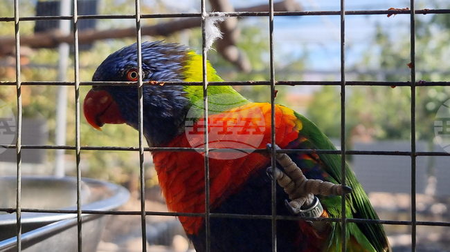 47 Exotic Birds Seized at Danube Bridge Near Ruse in Suspected Smuggling Operation