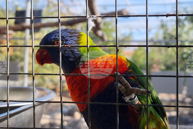 47 Exotic Birds Seized at Danube Bridge Near Ruse in Suspected Smuggling Operation