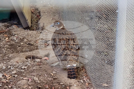 Сливен - зоопарк за екзотични птици „Птичи рай”