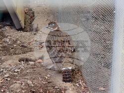 Сливен - зоопарк за екзотични птици „Птичи рай”