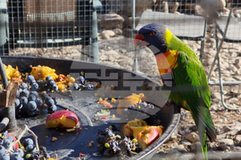 Сливен - зоопарк за екзотични птици „Птичи рай”