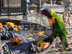 Сливен - зоопарк за екзотични птици „Птичи рай”