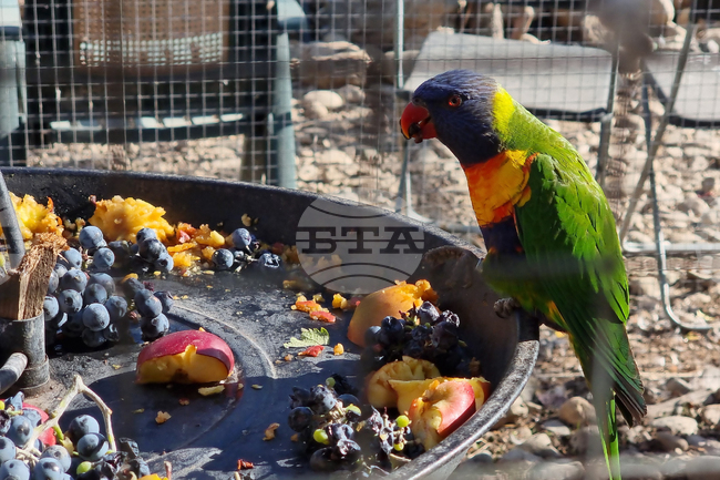 Сливен - зоопарк за екзотични птици „Птичи рай”