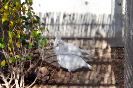 Сливен - зоопарк за екзотични птици „Птичи рай”