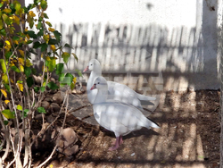 Сливен - зоопарк за екзотични птици „Птичи рай”