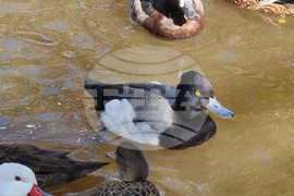 Сливен - зоопарк за екзотични птици „Птичи рай”