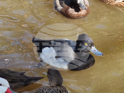 Сливен - зоопарк за екзотични птици „Птичи рай”