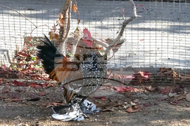 Сливен - зоопарк за екзотични птици „Птичи рай”