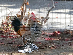 Сливен - зоопарк за екзотични птици „Птичи рай”