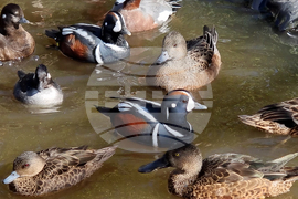 Сливен - зоопарк за екзотични птици „Птичи рай”