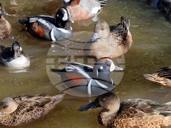 Сливен - зоопарк за екзотични птици „Птичи рай”