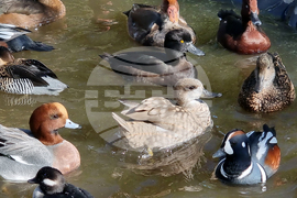 Сливен - зоопарк за екзотични птици „Птичи рай”