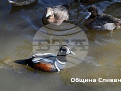 Снимка: Община Сливен